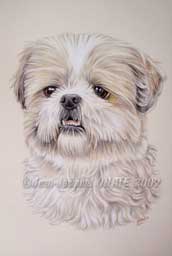 portrait de la Shih-Tzu Nova ralis au crayon en 20 x 30 cm
